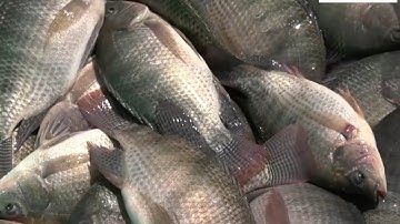 CÁ RÔ PHI LÊN NGÔI XUẤT KHẨU