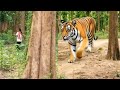 Tiger Attack On Village In The Forest #tiger animalS .Chita tiger 🌳🙏 ,tiger hamla attack..,🐯.🐆🤩,.,..