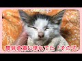 農機具倉庫に置いて行かれた、ガリガリ瀕死の子猫。【子猫】【保護猫】