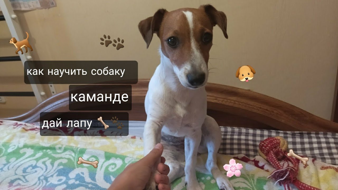 Как приучить давать лапу