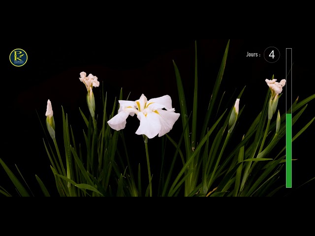 Iris Sibirica Ruffled velvet