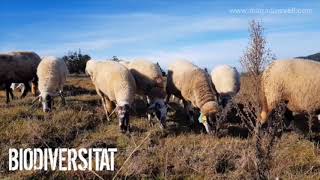 MAGADINS VELL - ECOXAI GINEBREDA