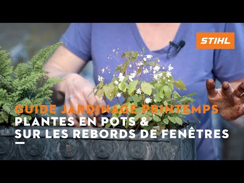 Vidéo: Sun Loving Window Box Plants – Comment planter une jardinière en plein soleil