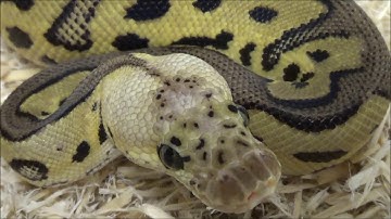 1 2020 Male Pastel Leopard Clown het VPI Axanthic Ball Python