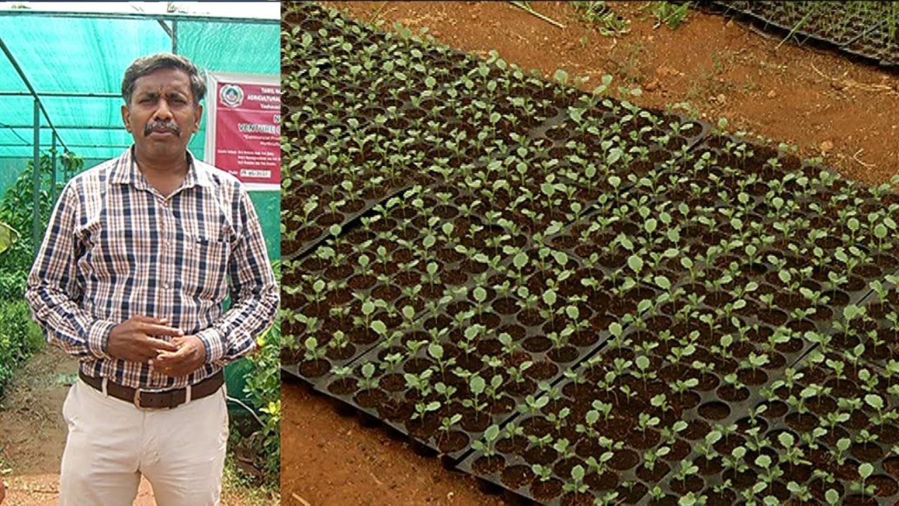 விவசாயிகளுக்கு அதிக நன்மை தரும் குழித்தட்டு நாற்றங்கால் முறை... | Malarum Bhoomi