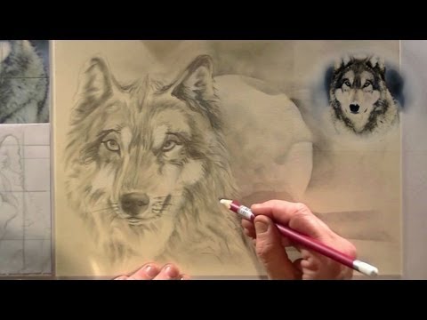 Wolf Tekenen Voor Beginners Potlood Tekening - Youtube