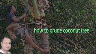 How to prune Coconut Tree