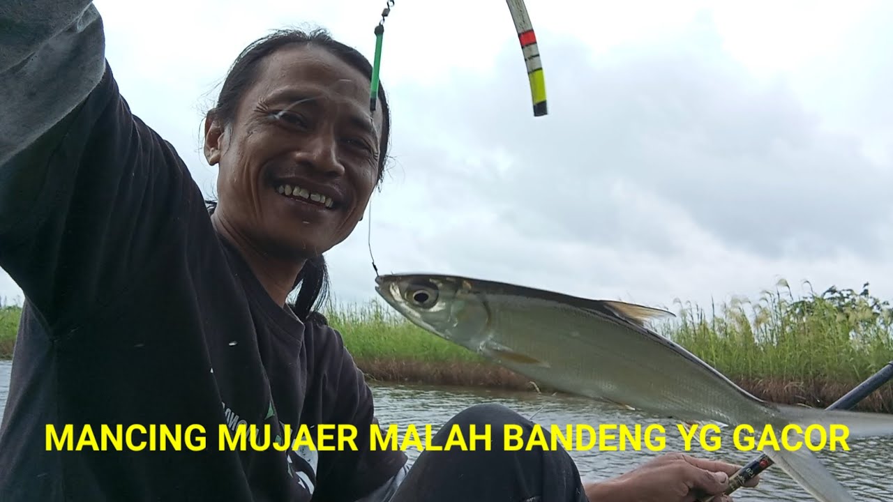 MANCING MUAJER MALAH BANDENG YG GACOR#mancing #spotnilaliar #mancingliar #mancingbandeng #fishing 