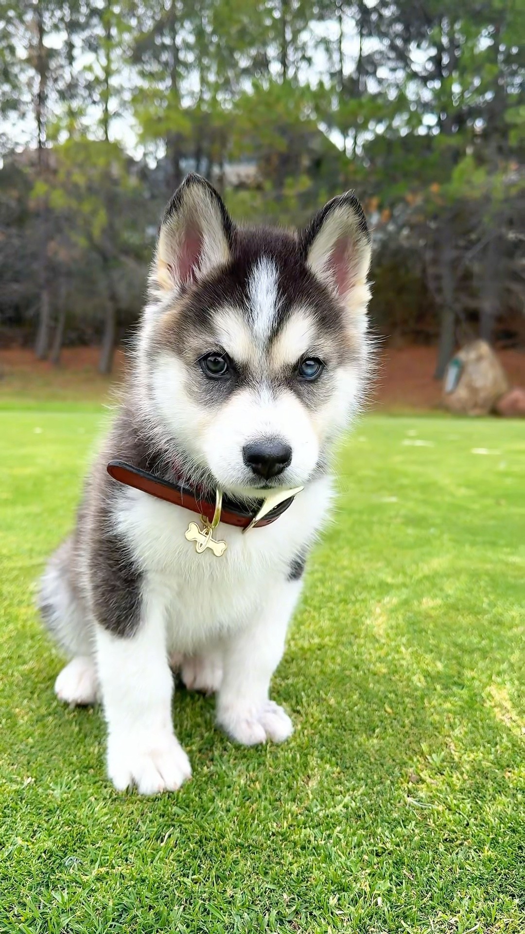 CUANDO SACAS A PASEAR A TU PERRO ?
