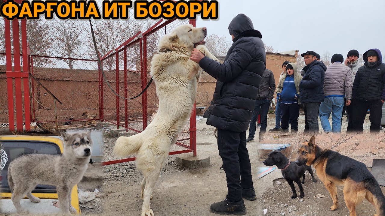 Фарғона ит бозори | Ферганский собачий рынок