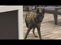 New sheriff's K-9 Hank to bolster narcotics detection, tracking in Washington County