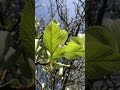 Whitebeam branches twigs  leaves  april 2021