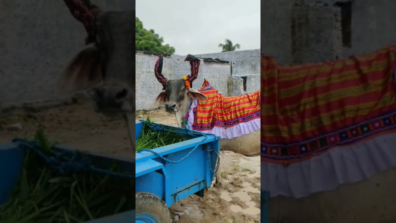 Madhya Pradesh Famous Animals 