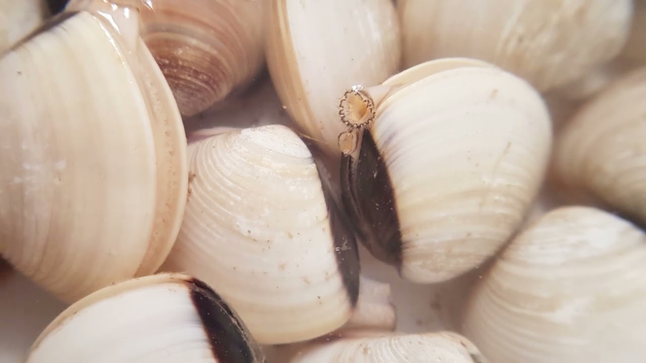 Quiz : The Ultimate DIY and General Knowledge Adventure