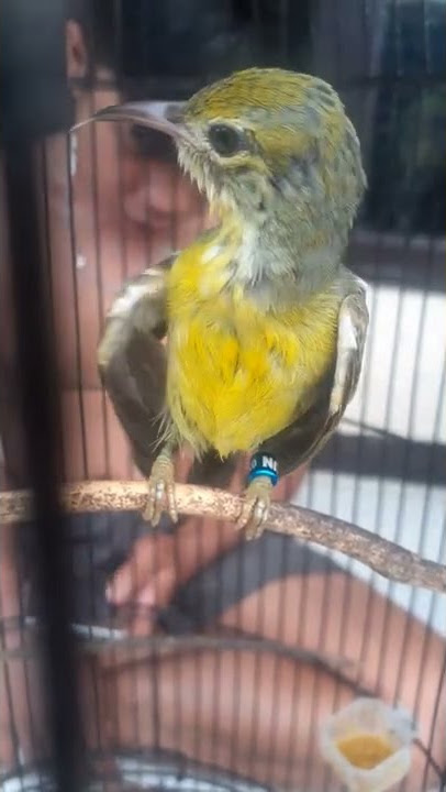 KOLIBRI MANGGAR WICEH ATAU KOLIBRI KELAPA
