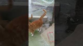 Yağmurlu günde bahçede hava alıyoruz #keşfetteyiz #kedilerim #catlover #keşfet