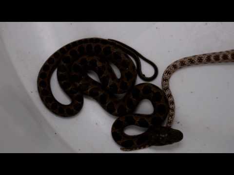 الفرق بين الافعى بقلاويه الصحراء وبقلاويه الجبال غير سامات مع جمال العمواسي