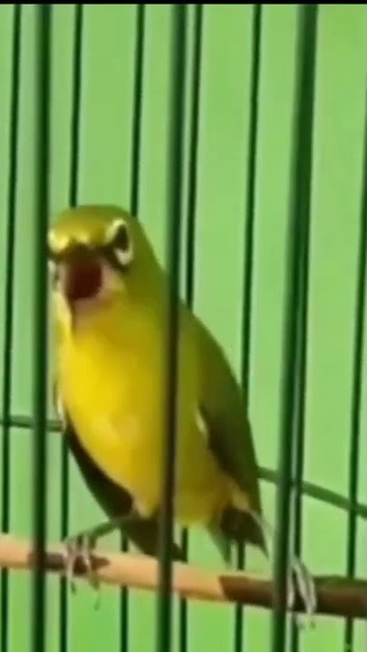 pleci gacor nembak kenarian panjang paruh sobek sobek