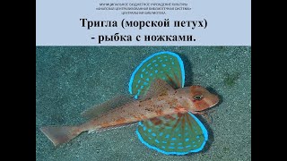 Морской петух –рыбка с ножками