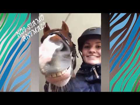 Cavalli Carini E Divertenti Raccolta Video Di Cavalli Youtube