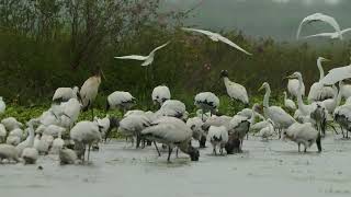 Crooked Tree Wildlife Sanctuary, Belize  wader feeding frenzy in the rain. March 14, 2022.