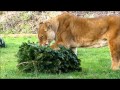 Zuri and Safina African Lions at Linton Zoo, UK playing with their Christmas trees