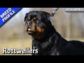 The rottweiler best breed ever