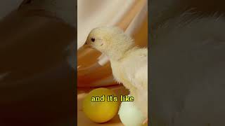 "Adorable Chick Facts You Didn't Know 🐥" #naturelovers #facts #animalfacts #animaltrivia  #birds