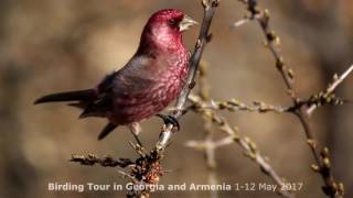Birding in Georgia and Armenia
