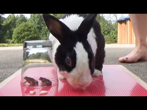 Rabbit eating with toads ASMR