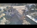 Cutting wood on valentines day!! #holzfforma #stihl #chainsaw