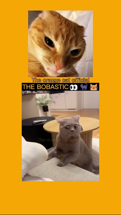 orange SUBs....🧡 #shorts #theorangecat #cat