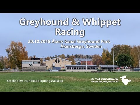 Greyhound & Whippet