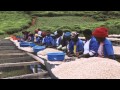 Rwandan coffee story