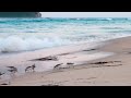 Shorebirds Are Looking For Food On The Beach And Running From Waves | Birdwatching