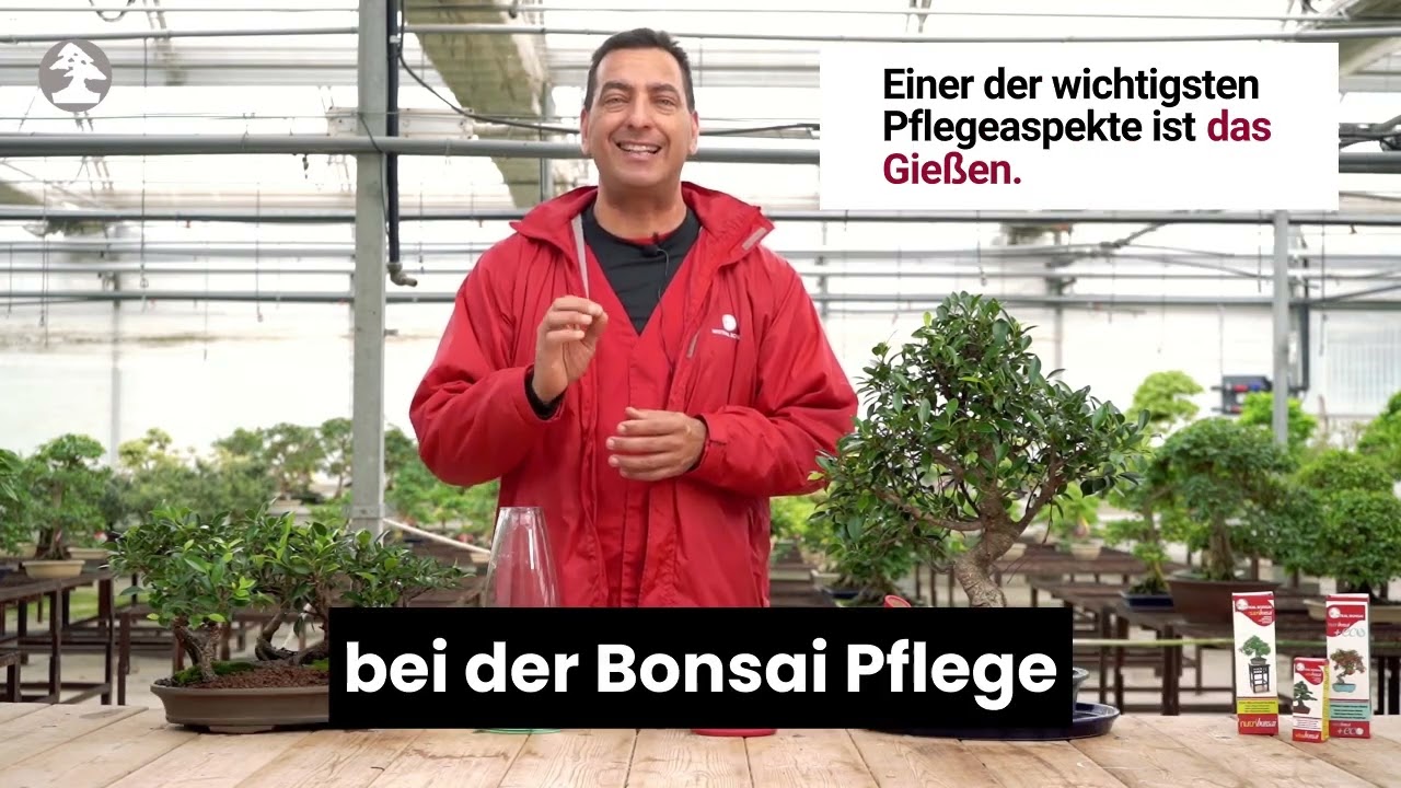 floristería bonsai Bonsai – Floristería Capricho main image 1