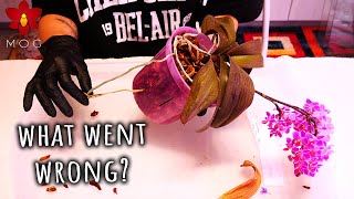 Dehydrated Phalaenopsis Orchid with roots? - Emergency maintenance!