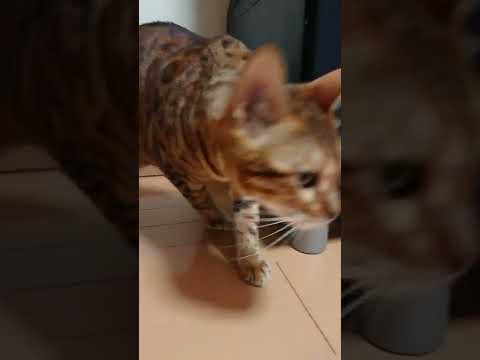 ハッスルしてるベンガル猫
