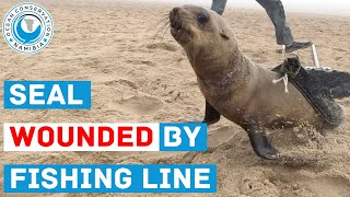 Seal Wounded By Fishing Line