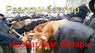 Ноокат Саан Уй Бодо малдардын реалдуу баалары/7 март 21ж