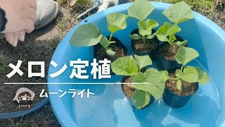 メロン定植【ムーンライト】【木酢液】【ワラ】【家庭菜園】