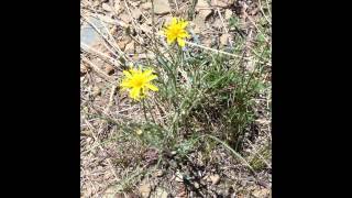 СКЕРДА (CREPIS) сем. Сложноцветные СКЕРДА (CREPIS) сем. Сложноцветные