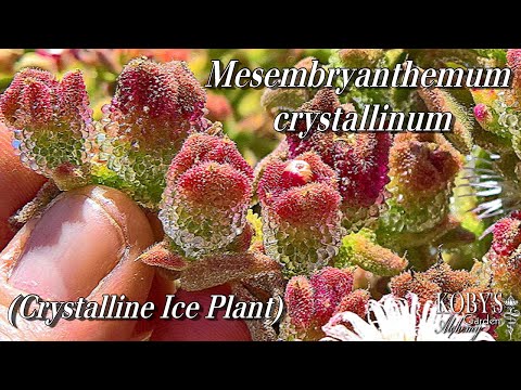 वीडियो: क्रिस्टल Mesembriantemum