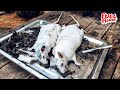 Amazing giant rat farming  cooking  thai food     