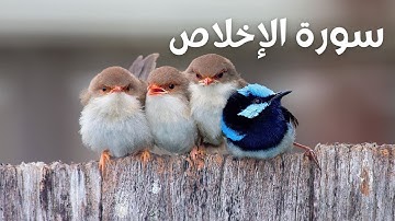 Surat Al-'Ikhlas (The Sincerity) سورة الإخلاص