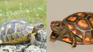What is the difference between tortoises and turtles? by Dreamy Zoo 276 views 11 months ago 2 minutes, 41 seconds