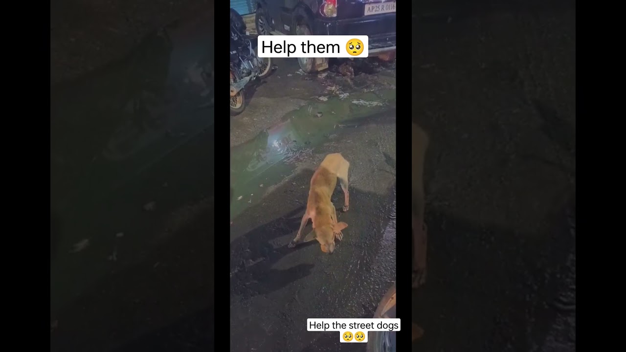 Help them 🥺 street dogs 🥺 