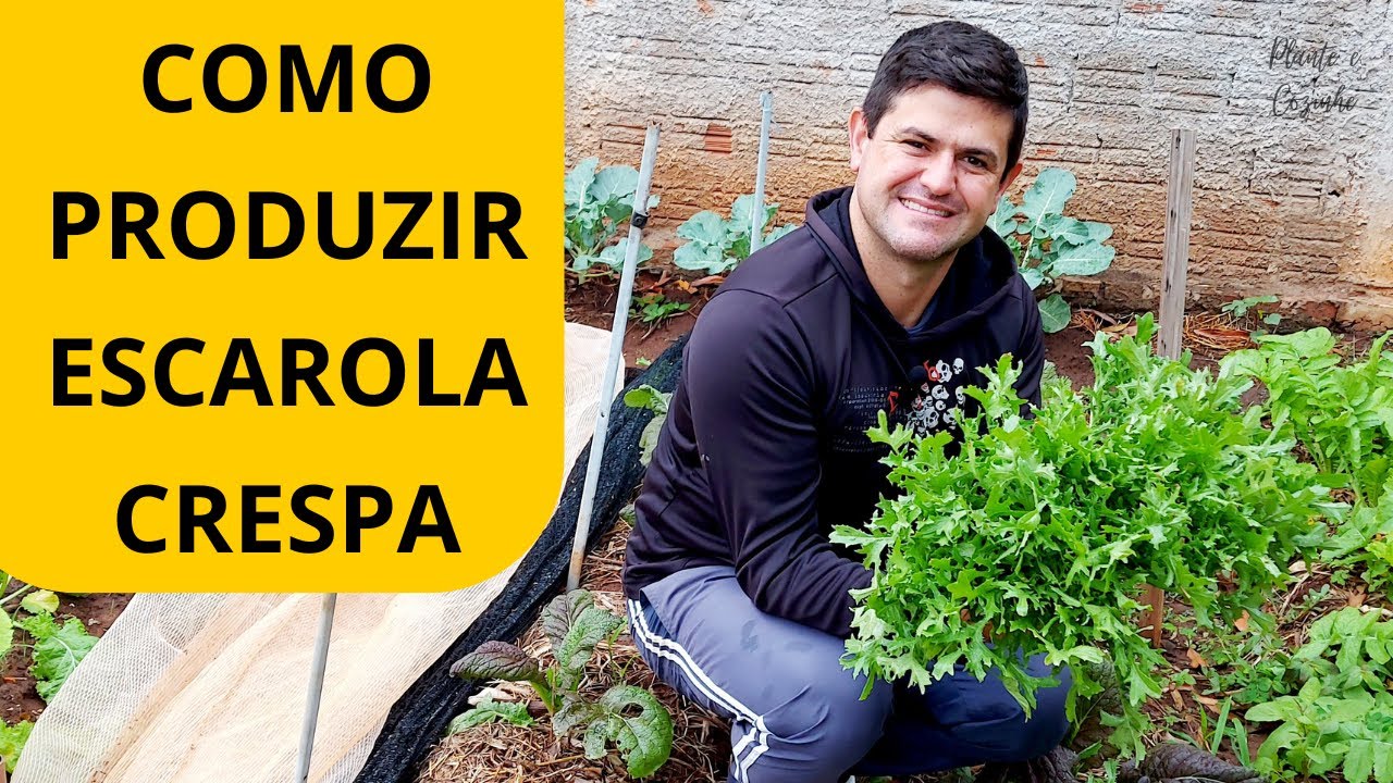 Qual É A Diferença Entre Chicória E Escarola? – KQRR
