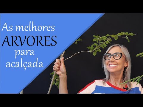 Vídeo: Pequenas árvores ornamentais para sombra - O que as árvores ornamentais gostam de sombra