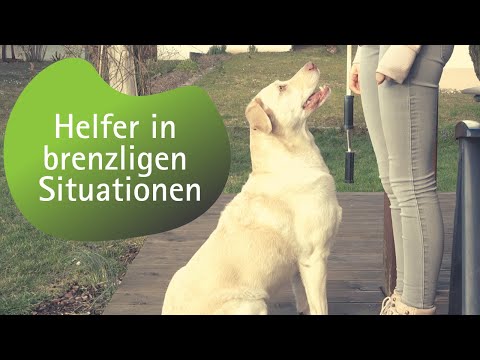 Video: Modefotograf nimmt entzückende Bilder von Adoptable Dogs!